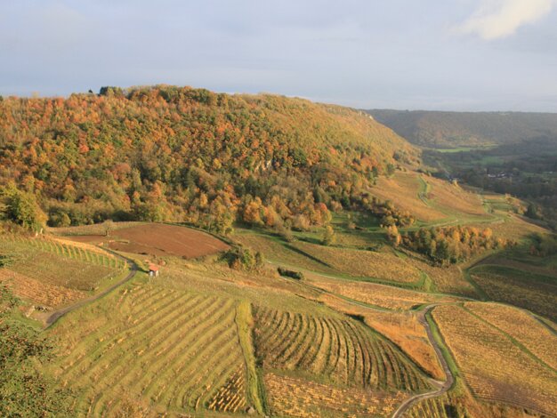 Vineyards
