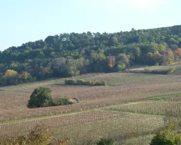 P1110724 Vineyards of Pouilly-Fuissé.