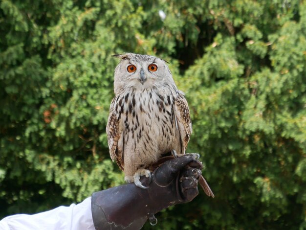 Birds of prey