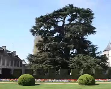IMG_5513 Lebanon cedar from 1804, 31m tall, 33m wide. The cedar covers a surface area of 600 sqm (roughly 2.5 tennis courts).