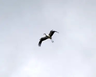P1050172 Stork.