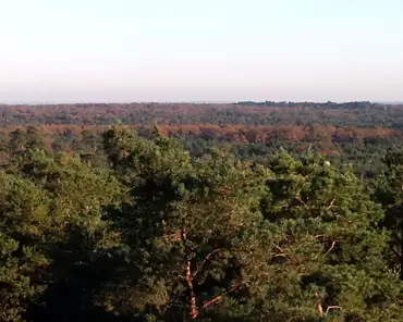 20151031_161834 Fontainebleau forest: oaks, pine trees, and beech.