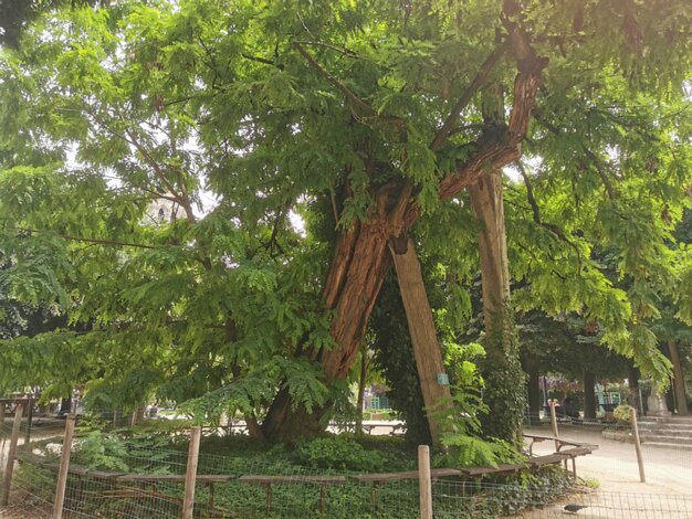 Viviani square