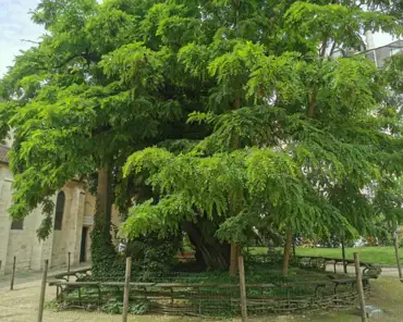 IMG_20210703_131645 Black locust tree, imported from the northeastern USA in 1601 by Jean Robin and planted in this square in the same year. At more than 400 yers old it is the...