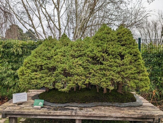 Bonsai collection