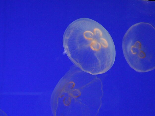 Aquarium