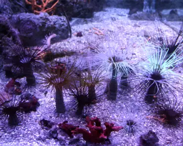 IMG_1328 Sandy ocean floor: anemons, red finger coral (bottom).