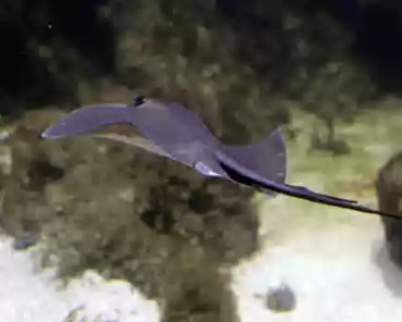 IMG_1332 Underwater aquatic plants area: common stingray.