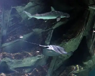 IMG_1335 Ocean environment: bonnethead shark, guitarfish.