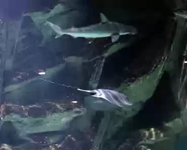 IMG_1335 Ocean environment: bonnethead shark, guitarfish.