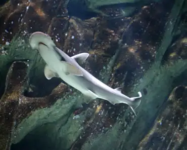 IMG_1340 Ocean environment: bonnethead shark.