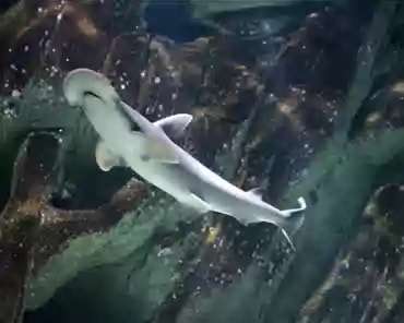 IMG_1340 Ocean environment: bonnethead shark.