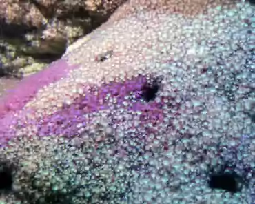 IMG_1365 Continental plateau. Jewel anemone.