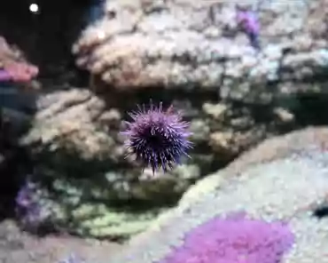 IMG_1366 Continental plateau. Green see urchin.