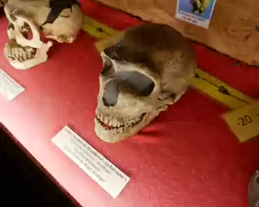 P1120735 Neandertal skull, found nearby in Bugue, 40000 BCE.