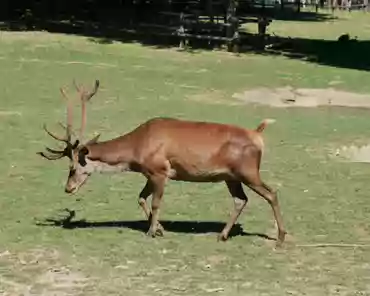 P1120553 Red deer.