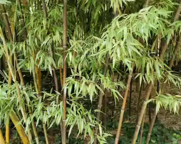 IMG_20210803_121002 Bicolor bamboo.