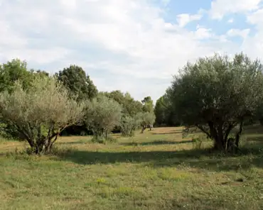 IMG_3438 Olive trees.