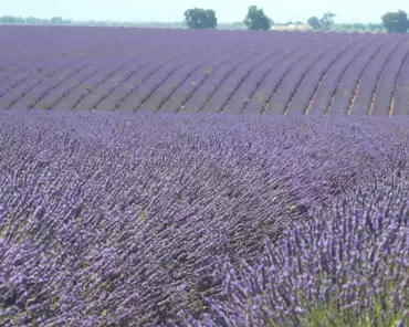 P1060451 Lavender fields.