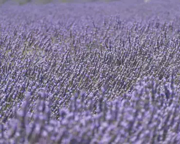P1060454 Lavender fields.