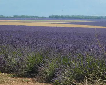 P1060456 Lavender fields.