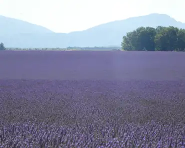 P1060457 Lavender fields.