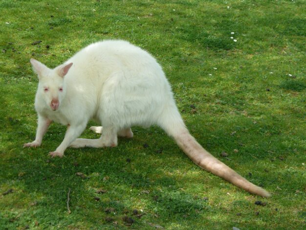 Kangaroos oark
