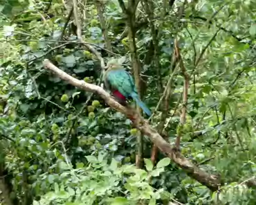 035 Turaco (Africa).