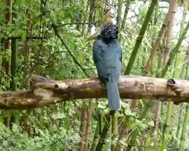 039 Silvery-cheeked hornbill (Africa).