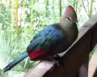 050 Turaco (Africa).