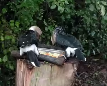 058 Silvery-cheeked hornbills (Africa).