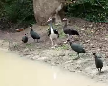 059 Spur-winged geese (middle) and crested guineaflows (around) (Africa).