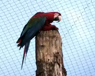 082 Bolivian military macaw (South America).