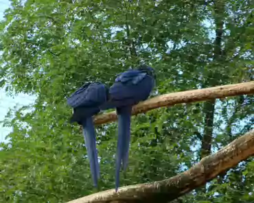 086 Hyacinth macaw (South America).