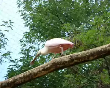 087 Roseate spoonbill (South America).