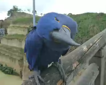 116 Hyacinth macaw (South America).