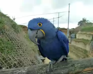 117 Hyacinth macaw (South America).