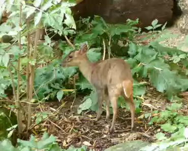 075 Reeve's muntjac, Taiwan and China. They were re-untroduced in Great Britain in the late 19th century.