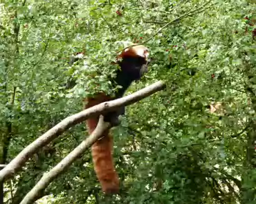 076 Red panda, Nepal, India, Bhutan, Myanmar, China.