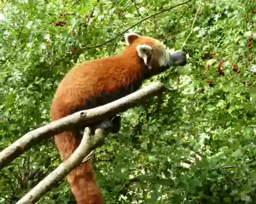 079 Red panda, Nepal, India, Bhutan, Myanmar, China.