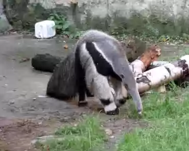 089 Giant anteater, only 5000 wild animals left in central and south America.