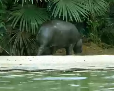 188 Hippopotamus.