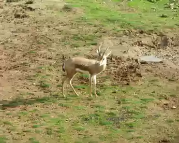 193 Dorcas gazelle, Africa (Morocco to Somalia).