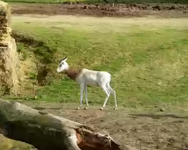 194 Dama gazelle, Africa (Mali, Niger, Chad, Sudan).