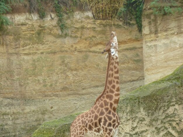 Giraffes