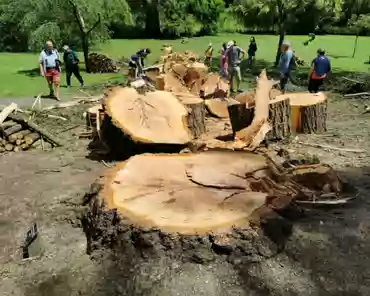 IMG_20220605_133307 Pine tree fell by a lightning in June 2022.