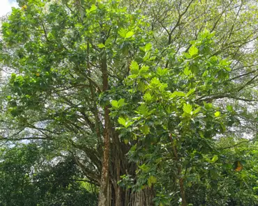 20201017-205246 Banyan tree, 600 years old.