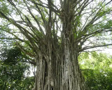 20201017-205601 Banyan tree, 600 years old.