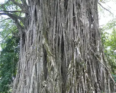 20201017-210203 Banyan tree, 600 years old.