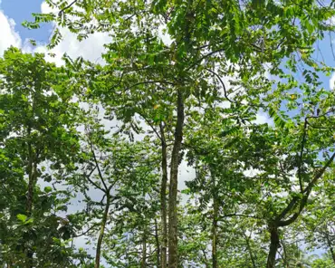 20201017-212959 Ylang Ylang tree.